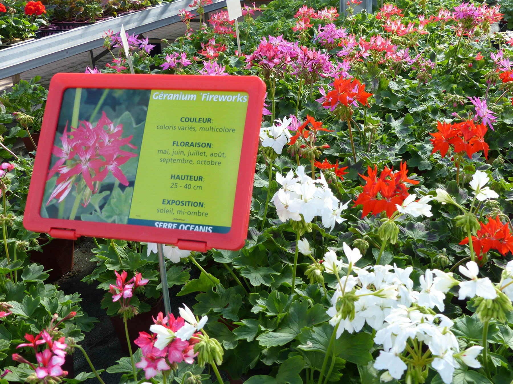 geraniums
